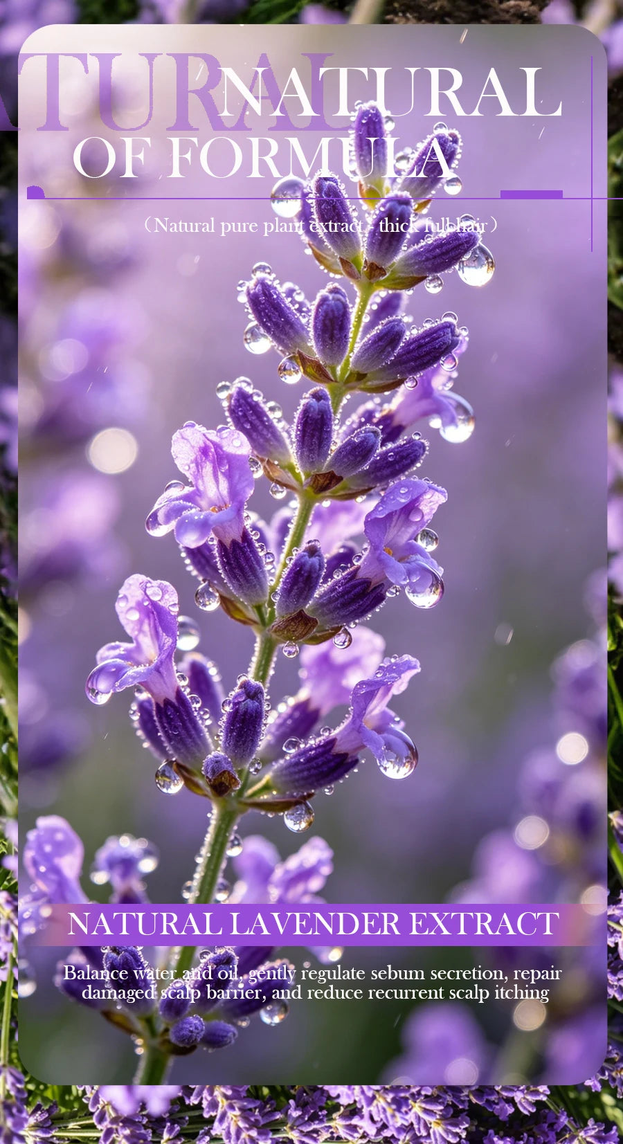 Lavender shampoo is refreshing, oil controlling, and smooth for hair, solving the problem of oily scalp without silicone oil res